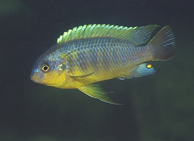 Tropheops gracilior 'Pombo Rocks'